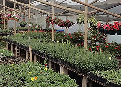 VIVERO EN NAYON Y PLANTAS ORNAMENTALES