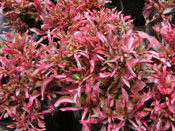 VIVEROS, PLANTA ORNAMENTAL FOSFORITOS