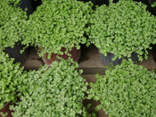 VENTA DE PLANTAS DE JARDIN, lagrimas de bebe
