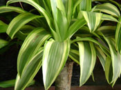 VIVERO- VENTA PLANTA ORNAMENTAL, TRONCO DE LA FELICIDAD