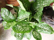 CALANCHOA, PLANTA ORNAMENTAL DE SOMBRA