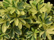 Chiflera, planta ornamental de sombra