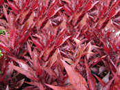 VVIVERO DE PLANTAS ORNAMENTALES