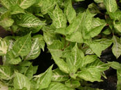 VIVERO: planta ornamental escanceles verdes