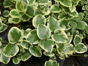 VIVEROS EN QUITO, planta: VINCAS